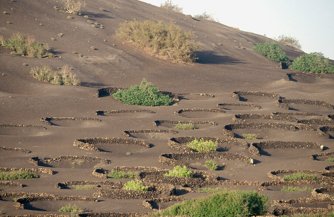 La Geria. Lanzarote. Canary Islands. Spain