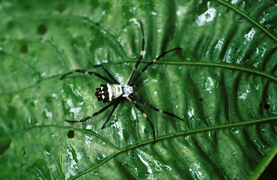Spider. Amazonia. Peru