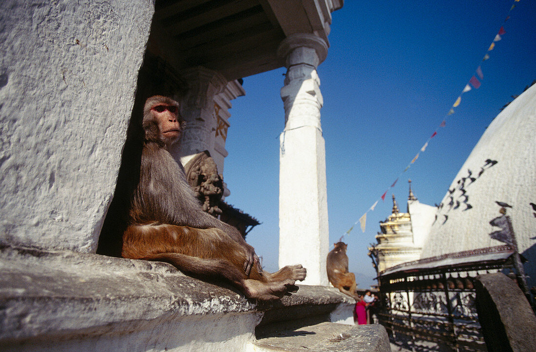 Macaque (Macaca sp.) in temple. Katmandu. Nepal