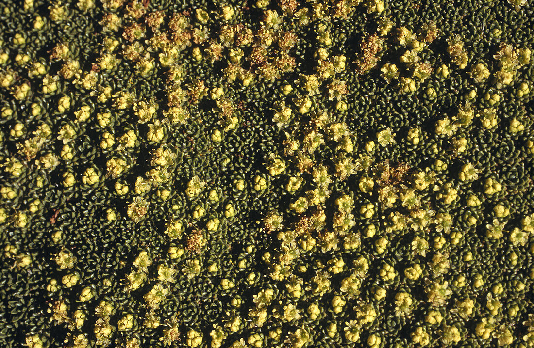 Dried llama dung (Laretia compacta). Patapampa, Peru