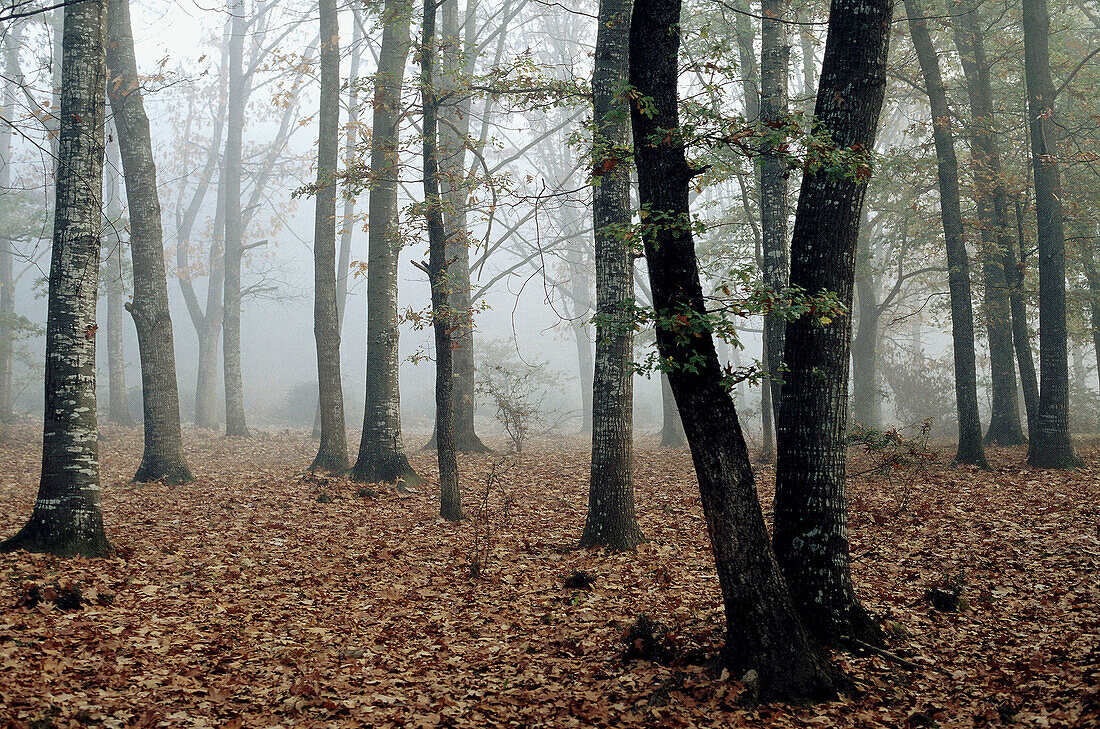 Orgui Forest. Oakwood (Quercus). Ulzama Valley. Navarra. Spain
