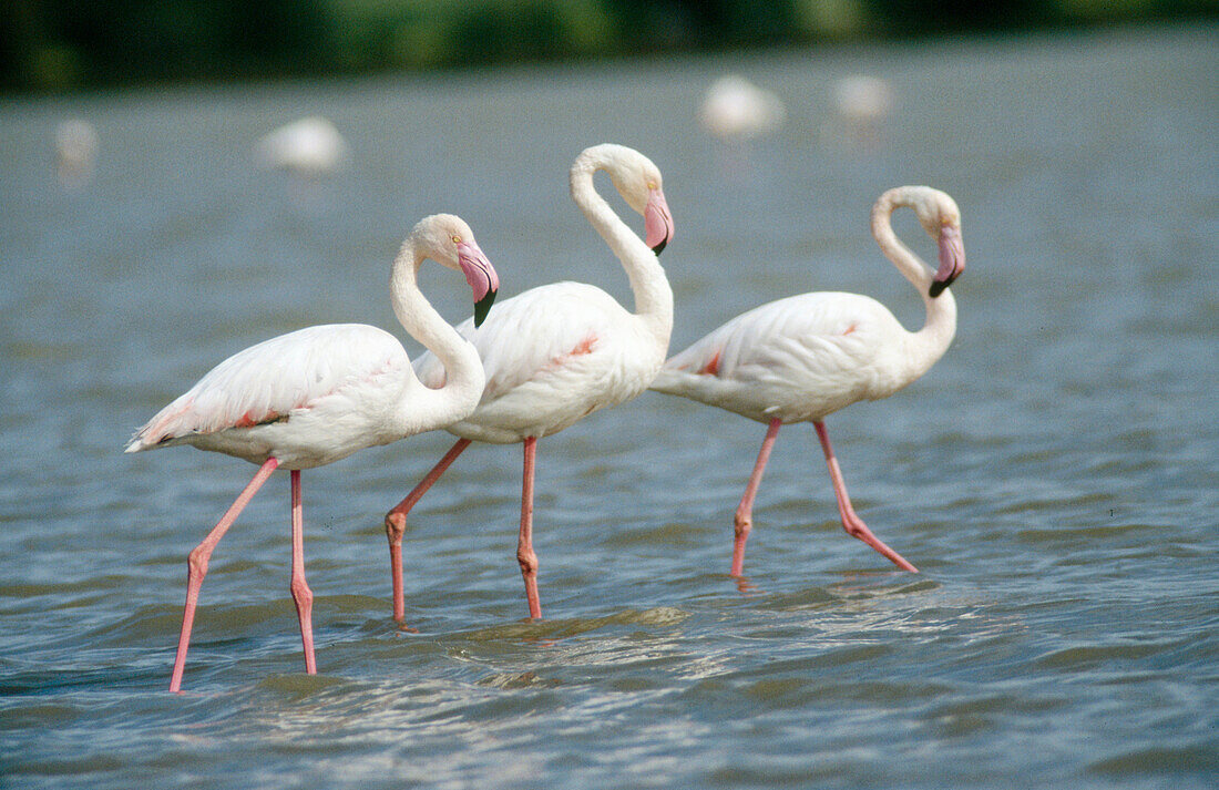 Greater flamingos (Phoenicopterus ruber). Lake Fuentedepiedra. Malaga. Spain