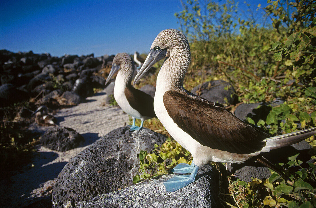 Blue-footed boobies (Sula nebouxii). Galapagos Islands. Ecuador