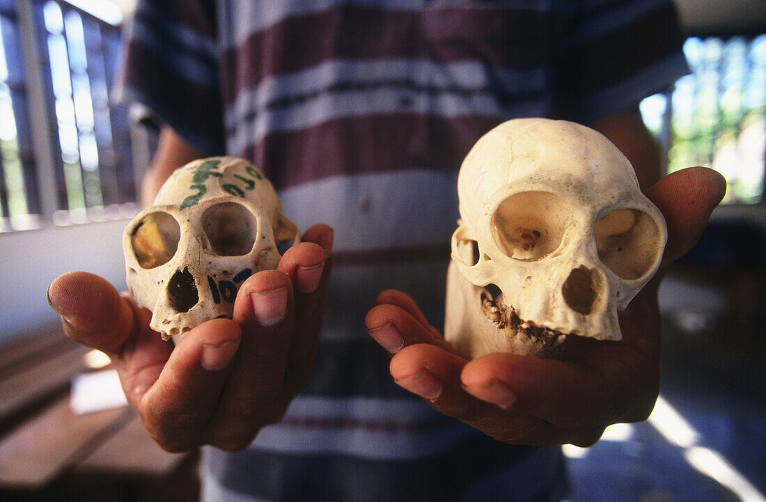 Monkey skulls. Amazonia. Peru