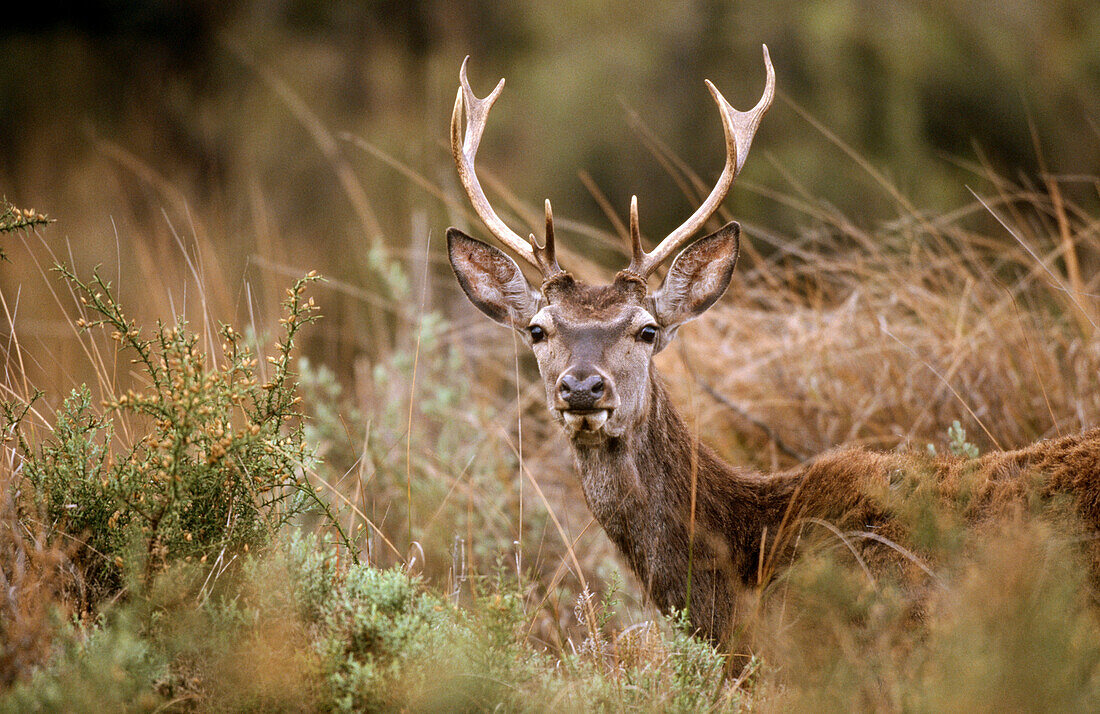 Deer (Cervus elaphus). Doñana National Park. Andalucia. Spain