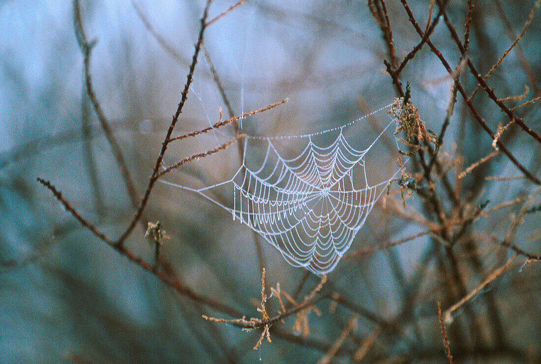 Spider s web. Doñana National Park. Andalucia. Spain