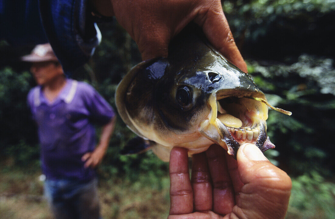 Amazonian fish teeth. Amazon River Basin. Amazonia. Peru