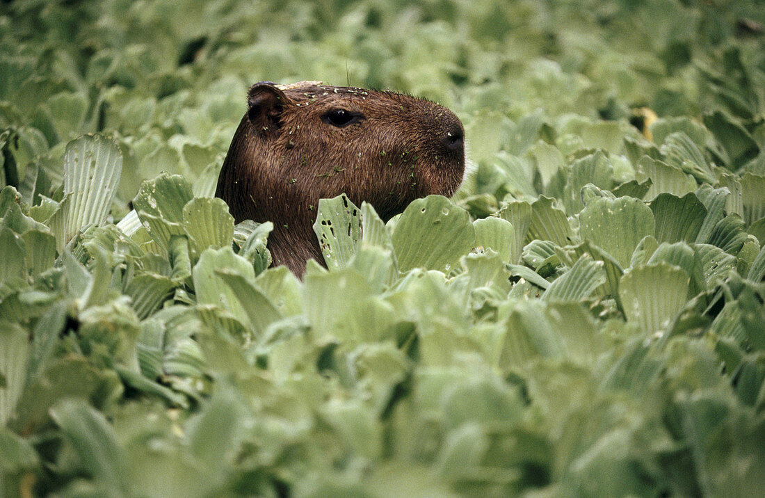 Capybara (Hydrochaeris hydrochaeris). Amazonia. Peru