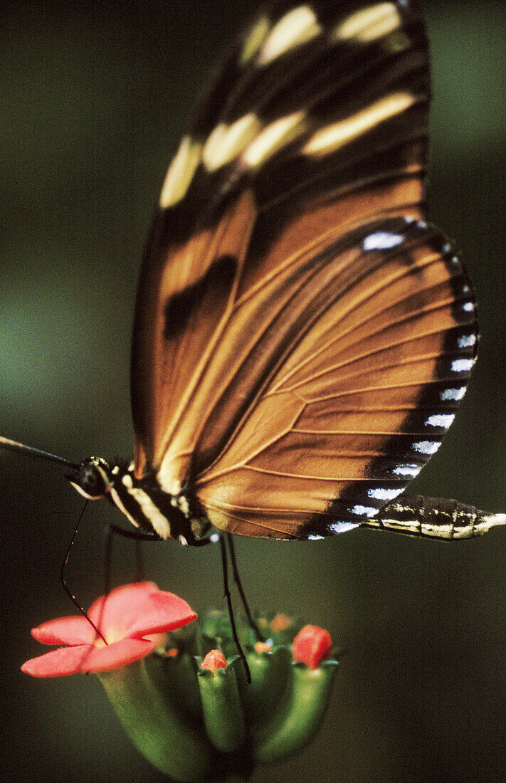 Butterfly. Monteverde Reserve. Costa Rica