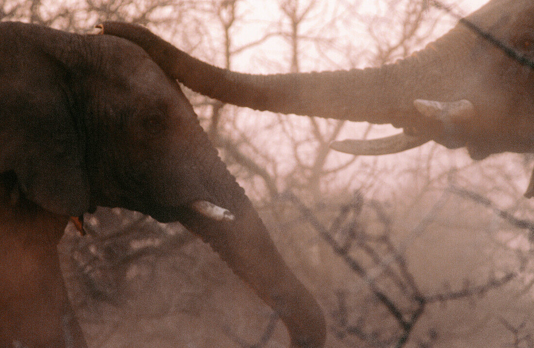 Elephants (Loxodonta africana). Namibia