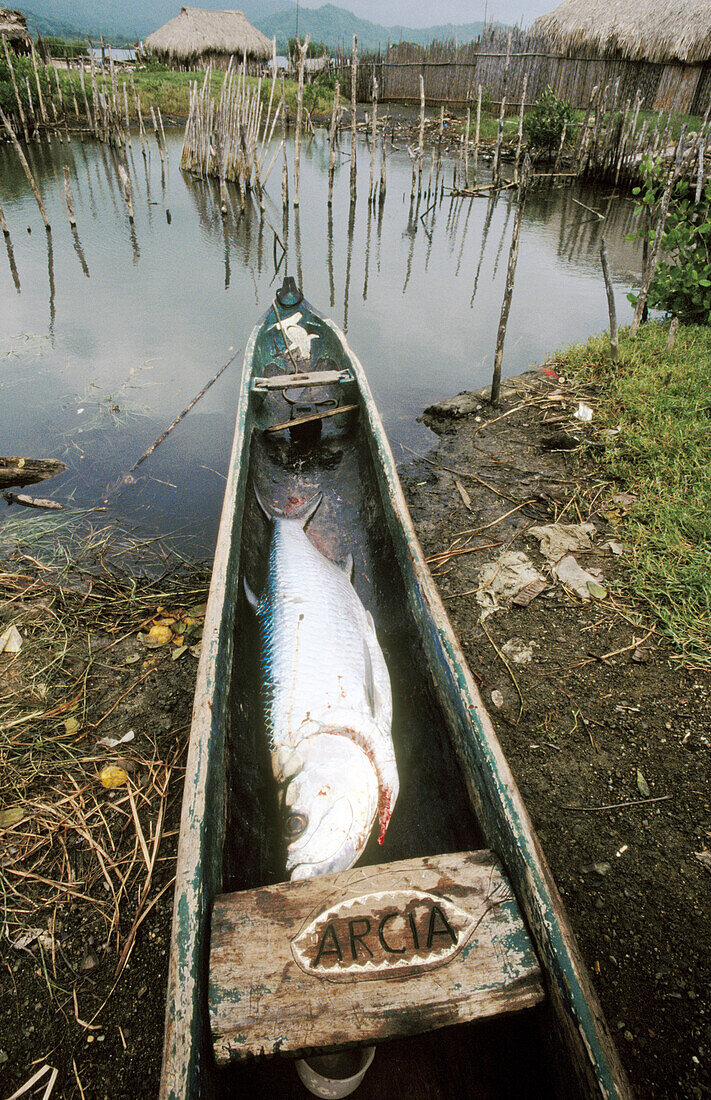 Fish. Kuna Yala. San Blas region. Caribbean Sea. Panama