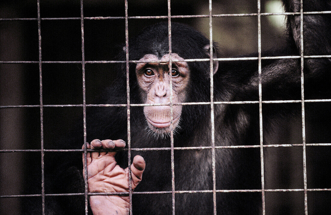 Chimpanzee (Pan troglodytes). Limbe. Cameroon