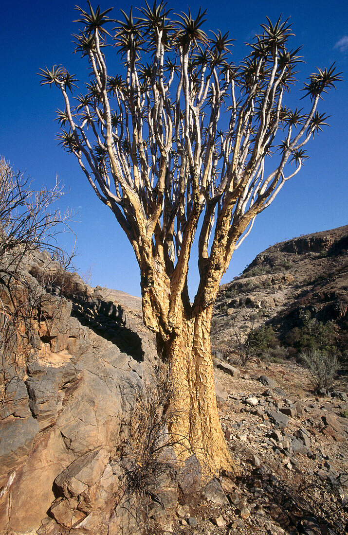Quiver tree (Aloe dichotoma). Kalahari desert. Namibia