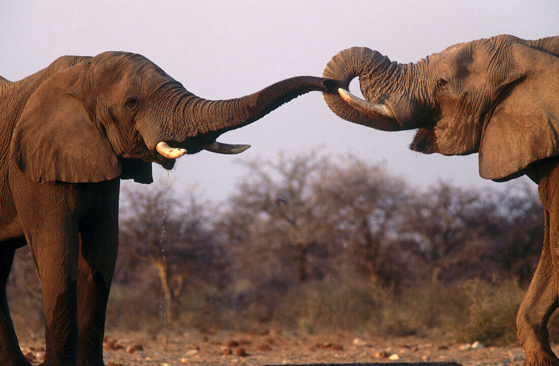 African elephants (Loxodonta africana) drinking. Etosha National Park. Namibia