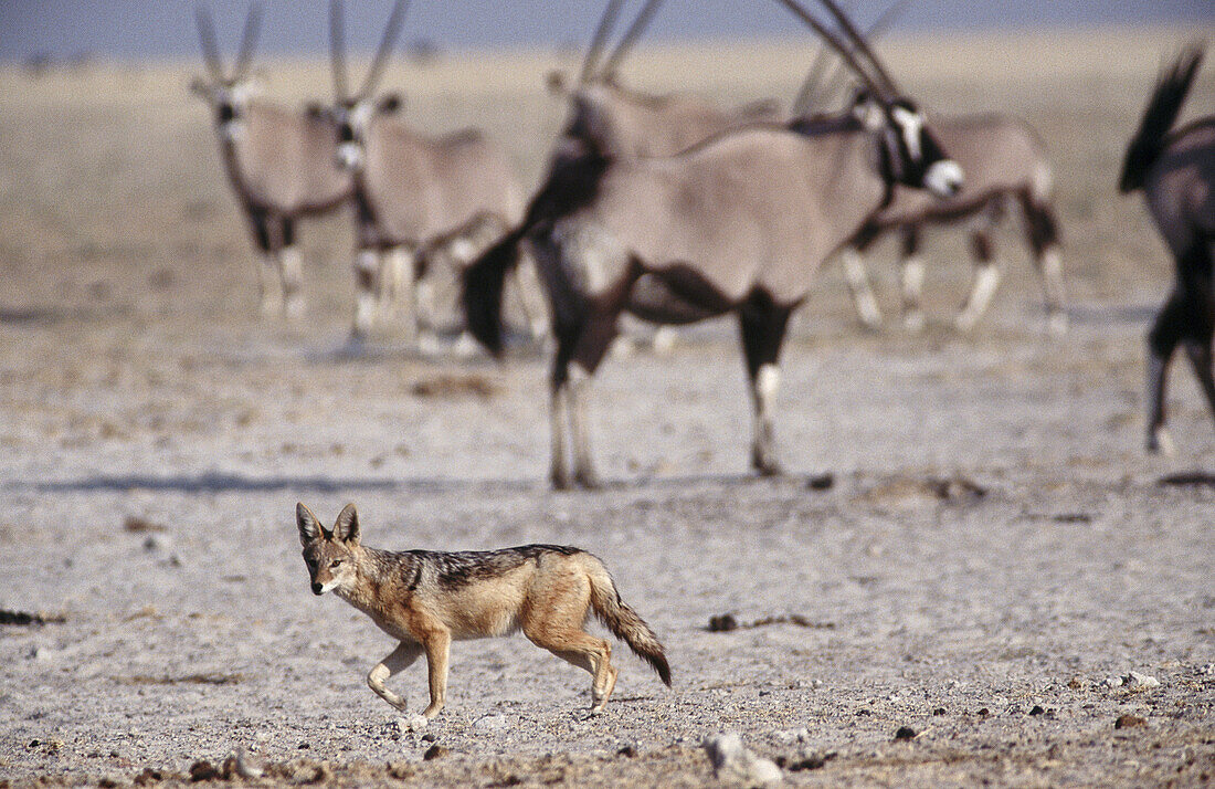 Jackal (Canis mesomelas) and oryx (Oryx gazella) herd. Namib desert. Namibia