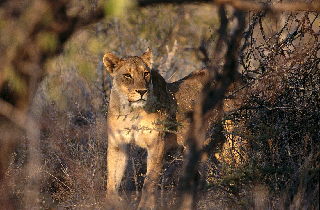 Lion (Panthera leo). Etosha National Park. Namibia