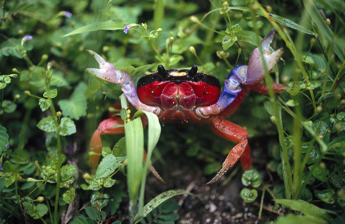 Crab at Manuel Antonio National Park mangroves. Costa Rica