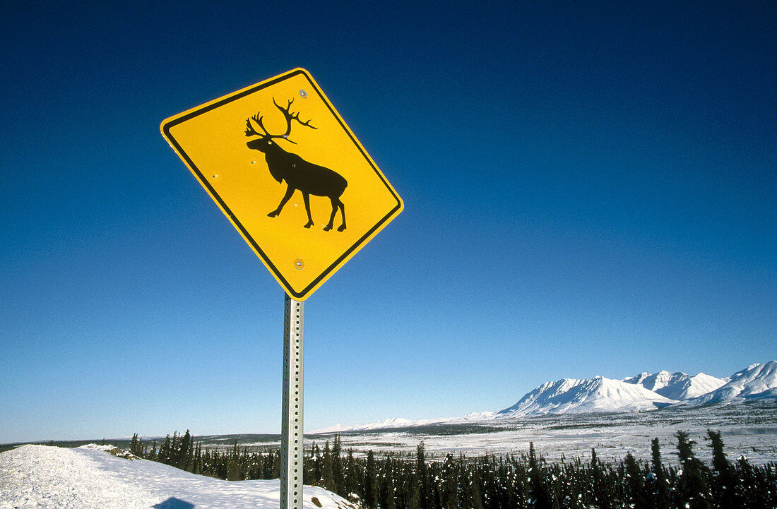 Caribou crossing sign. Columbia glacier. Chugach mountains. Alaska. USA
