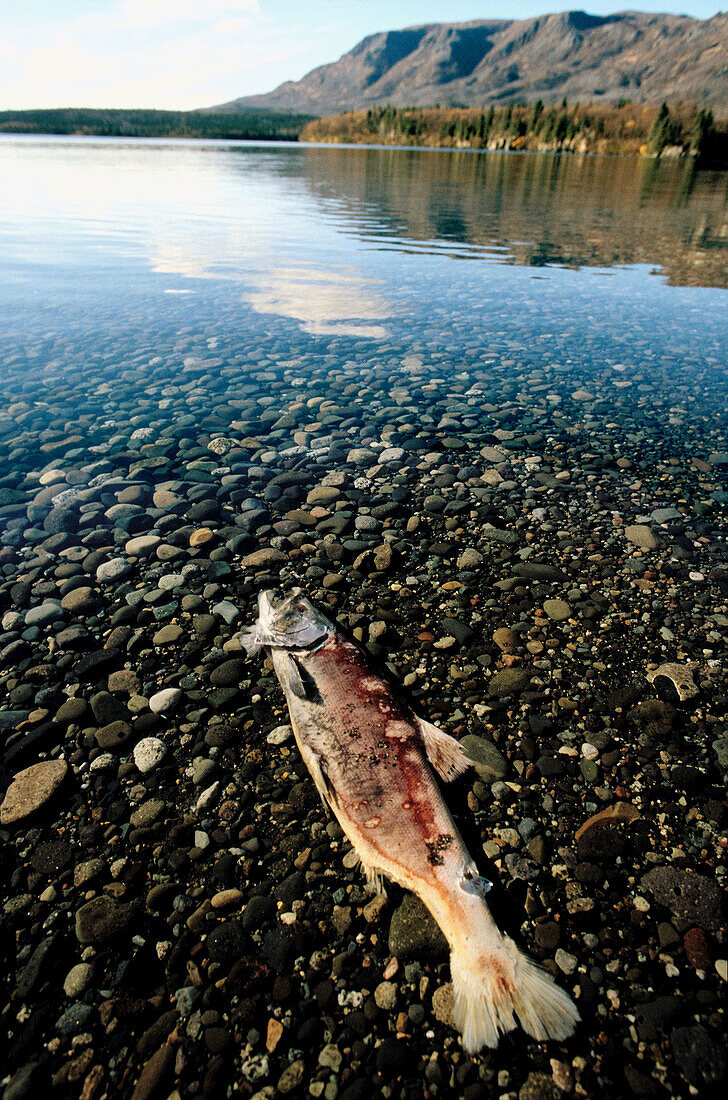 Red salmon (Oncorhynchus nerka) dead after spawning. Katmai national park. Alaska. USA