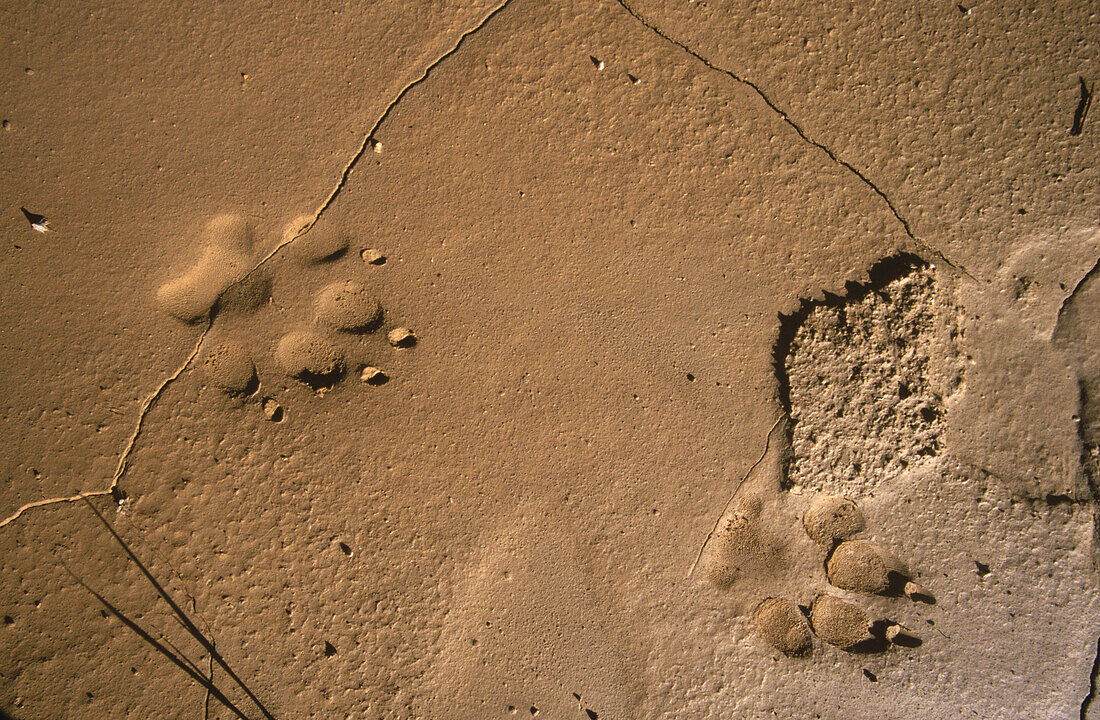 Jackal tracks. Namib desert. Namibia