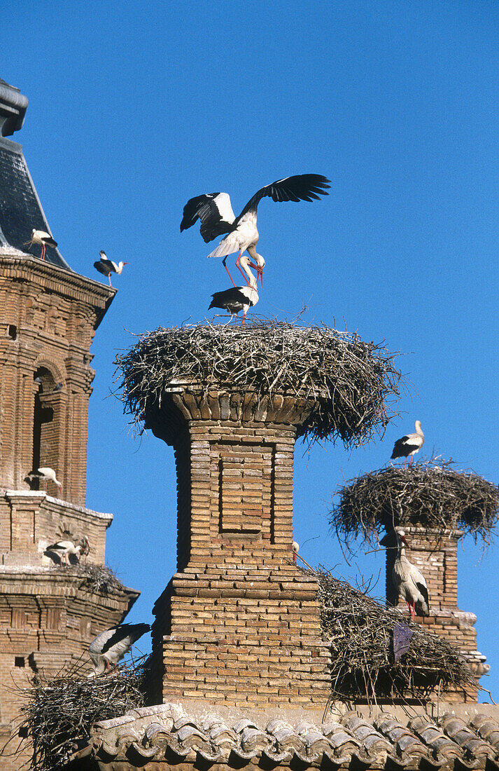 White storks (Ciconia ciconia) in nest. Alfaro cathedral. La Rioja. Spain
