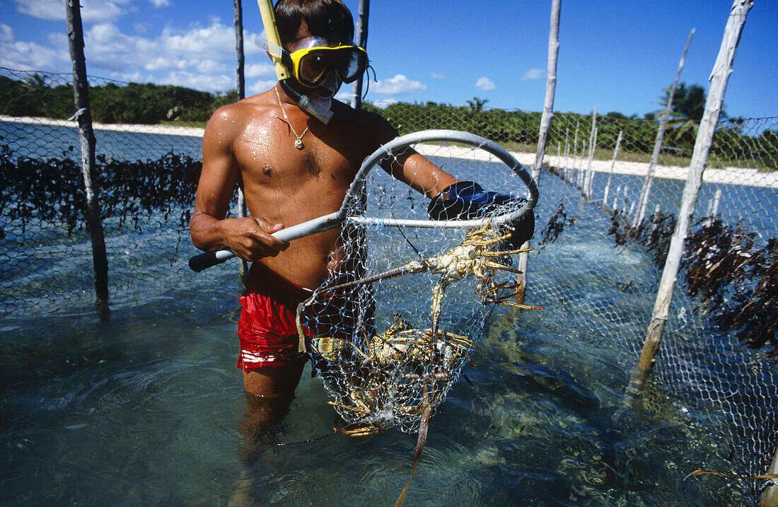 Lobster fishing in Yucatan. Caribbean sea. Punta Allen. Mexico