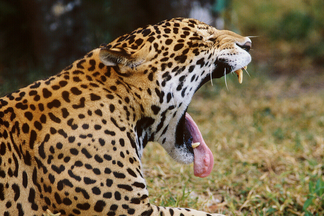 Jaguar (Panthera onca). Belize zoo. Yucatan. Belize