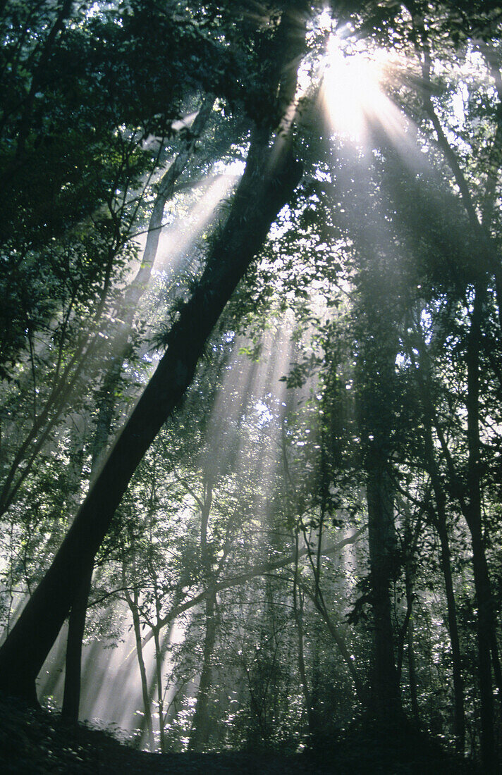 Mayan Biosphere Reserve. Yucatan Peninsula. Guatemala