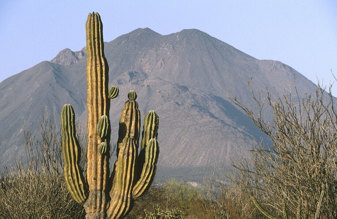 Saguaro cactus (Pachycereus sp). Vizcaino Desert. Baja California. Mexico