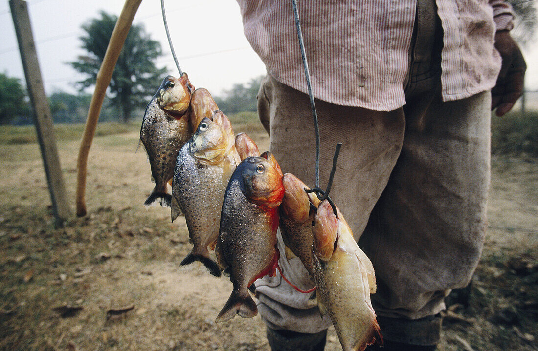 Piranhas (Serrasalmus sp). Llanos de Moxos, Amazonia, Bolivia