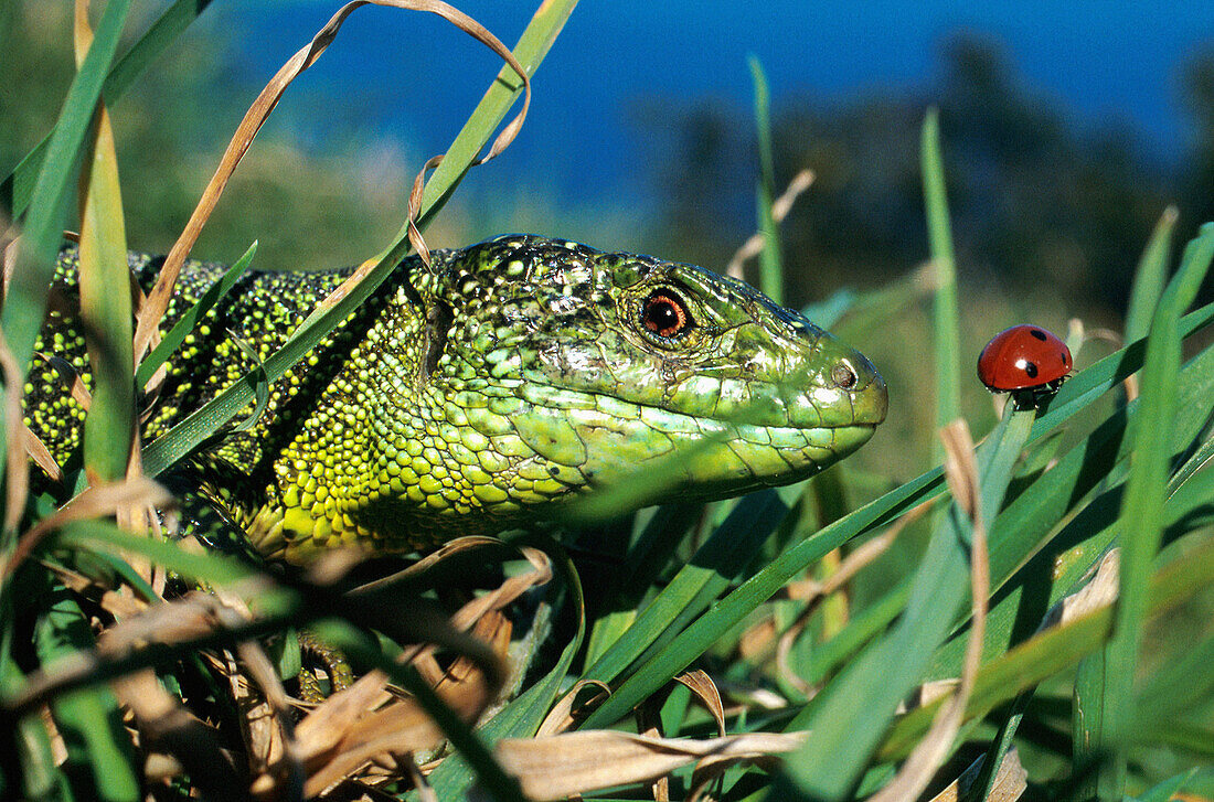 Green lizard (Lacerta viridis). Urdaibai estuary. Vizcaya. Spain