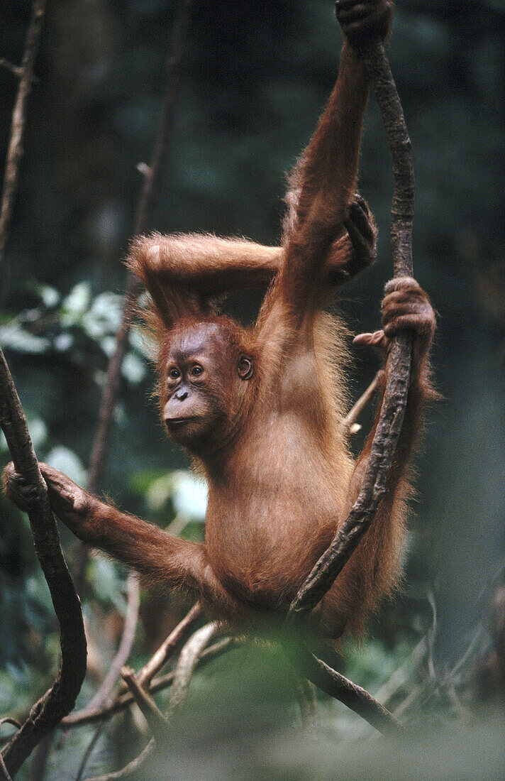 Orangutan (Pongo pygmaeus). Gunung Leuser National Park. Sumatra. Indonesia
