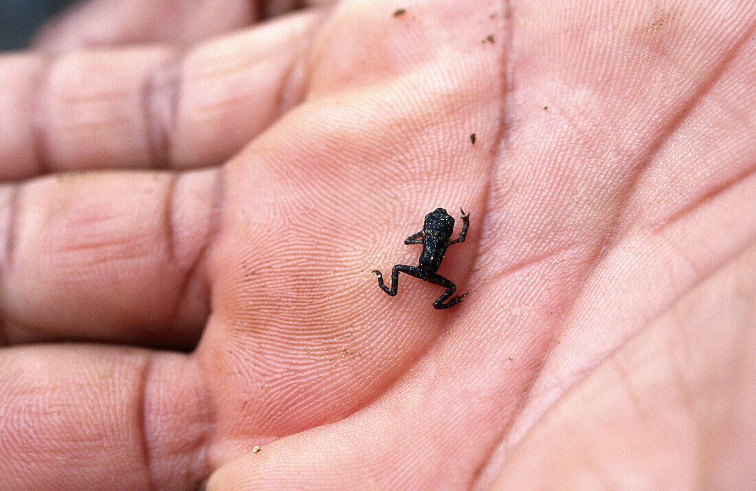 Tropical frog at Darien mangrove. Kuna Yala. San Blas region, Panama