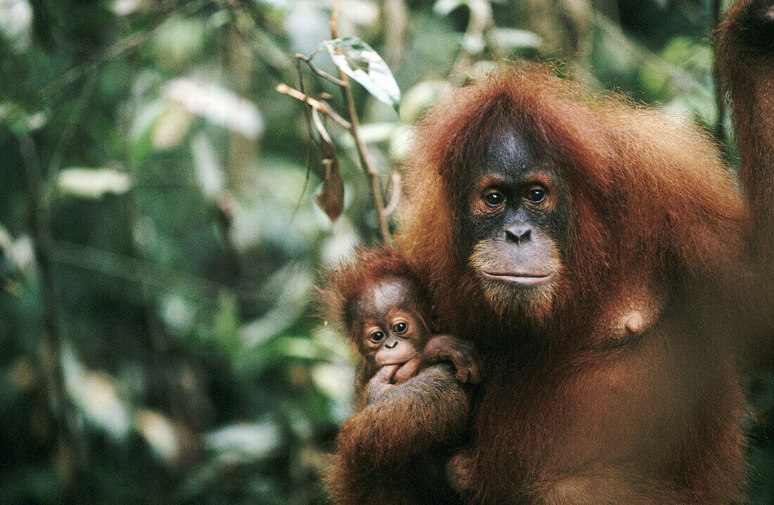 Orangutan (Pongo pygmaeus) with young. Gunung Leuser National Park. Sumatra. Indonesia