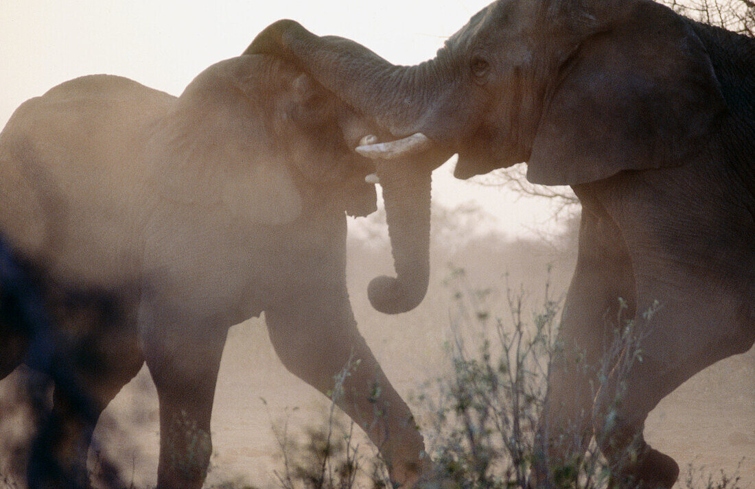 African elephants (Loxodonta africana) fighting. Etosha National Park. Namibia