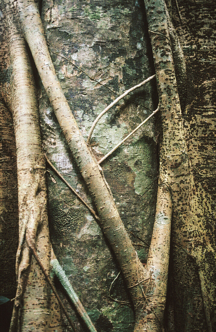 Ficus. Gunung Leuser National Park. Sumatra. Indonesia