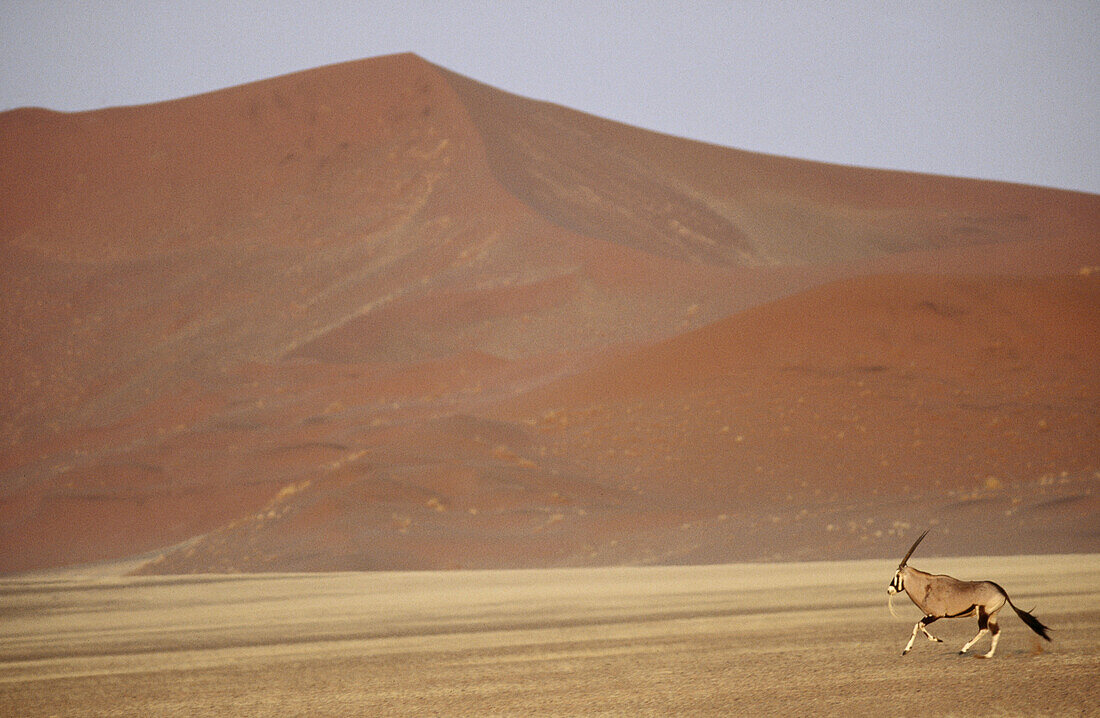 Oryx (Oryx gazella) running. Namib Desert. Namibia