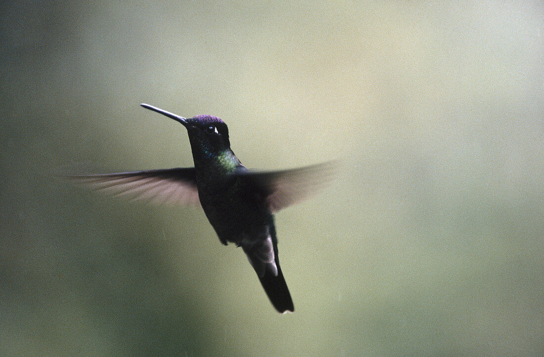 Hummingbird. Monteverde Reserve. Costa Rica