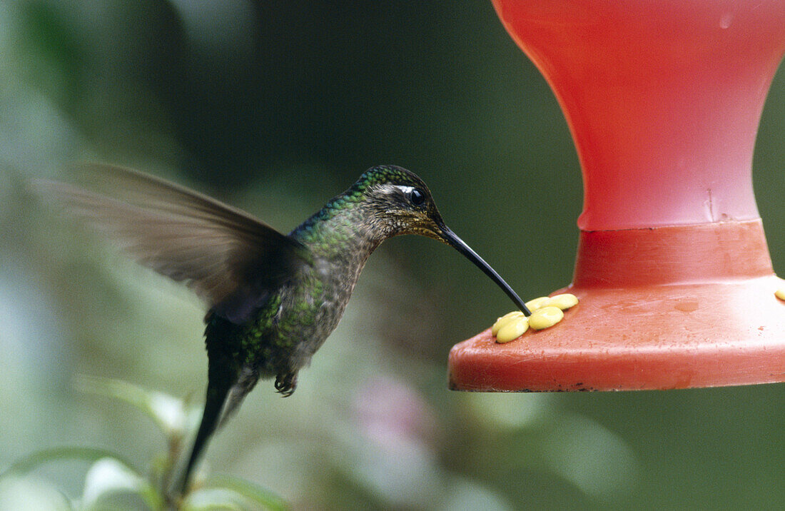 Magnificent Hummingbird (Eugenes fulgens). Costa Rica