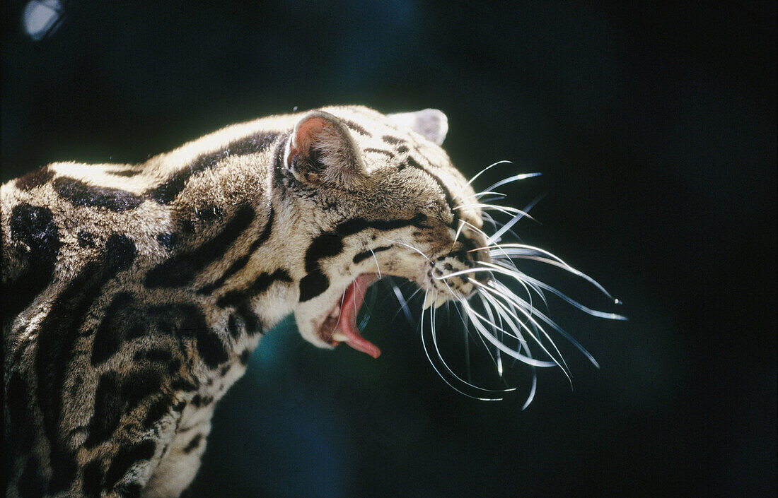 Margay (Leopardus wiedii). Curú, Costa Rica