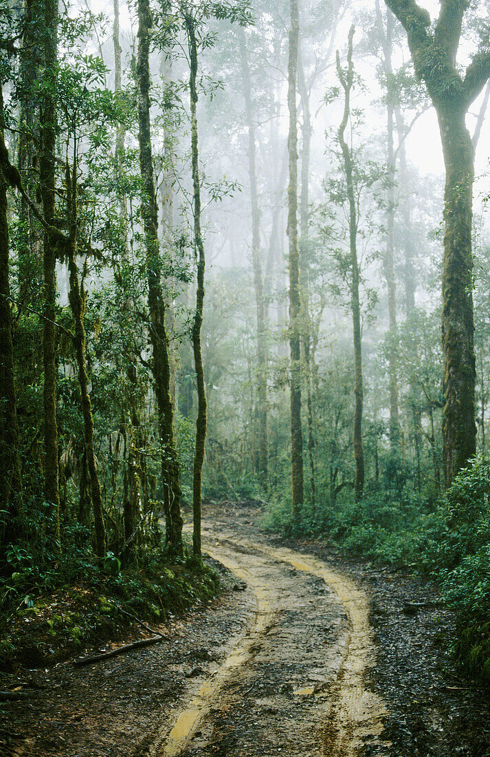 Forest by Savegre river. Costa Rica