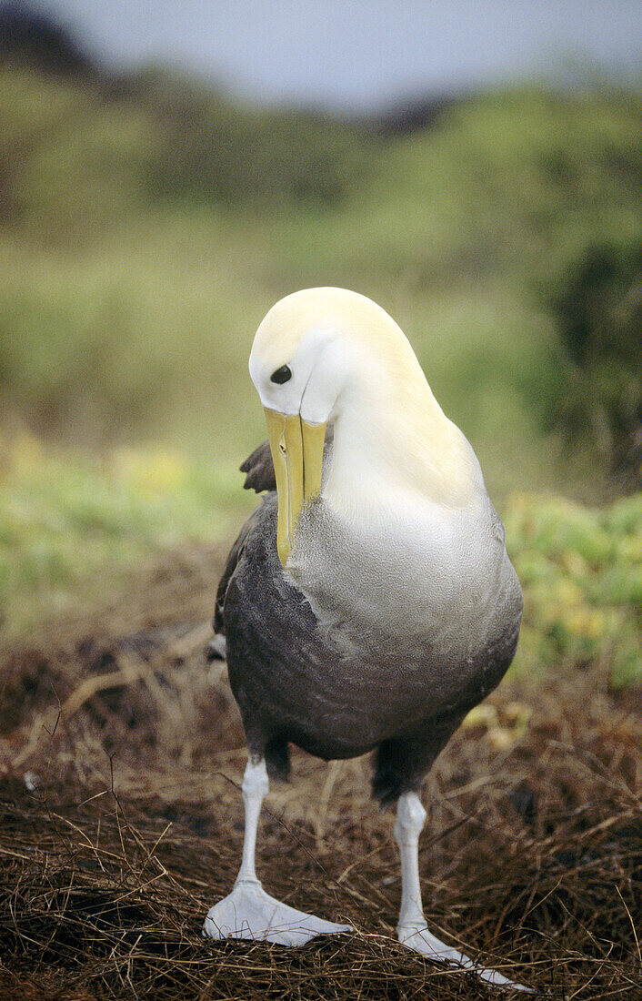 Waved Albatross (Diomedea irrorata). Galapagos Islands, Ecuador