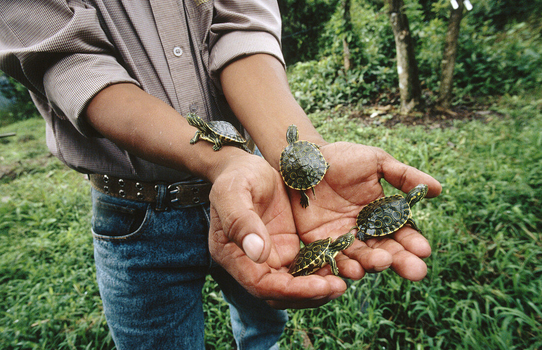 Tropical turtles from Central America (Costa Rica, Nicaragua)