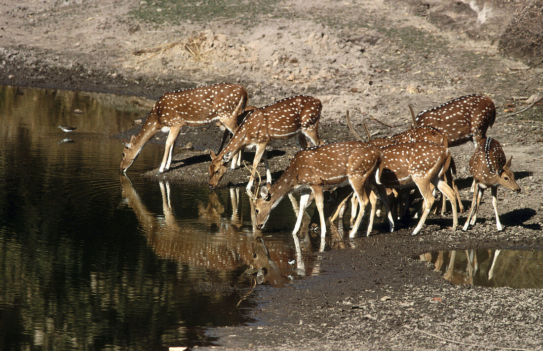 Bandhavgarh National Park. Madhya Pradesh, India