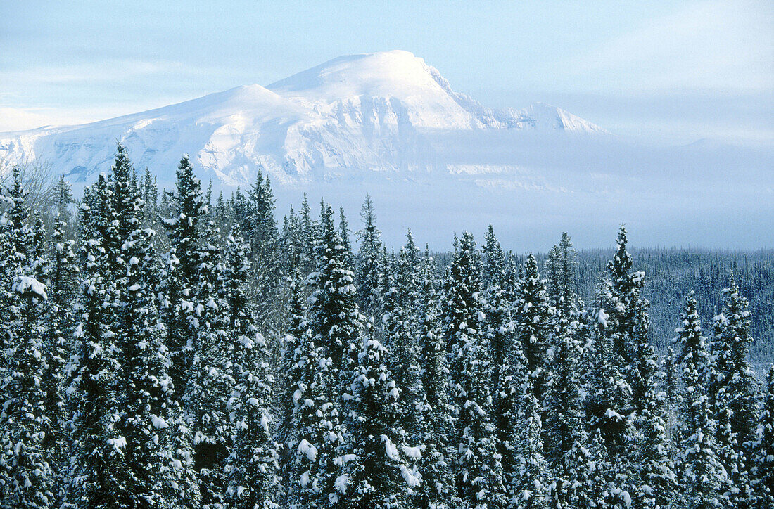 Denali National Park. Alaska, USA