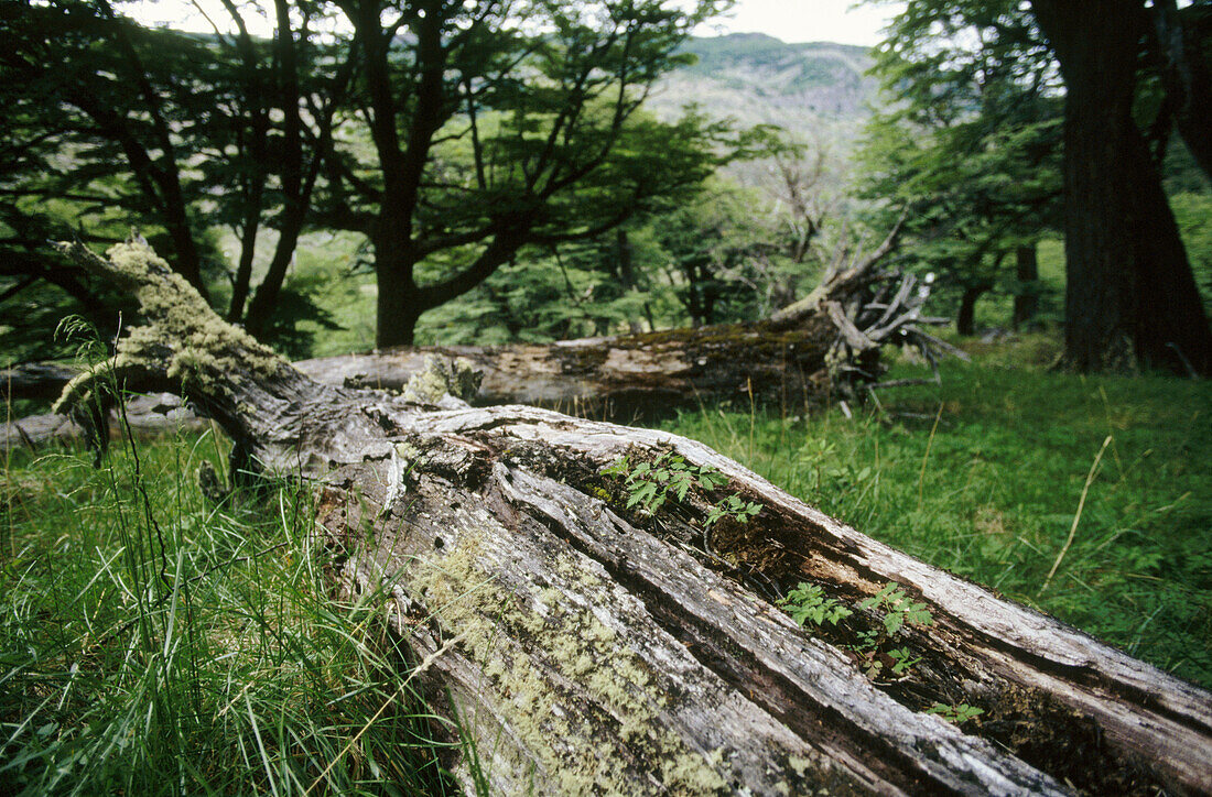 Lenga (Nothofagus pumilio) forest, Patagonia