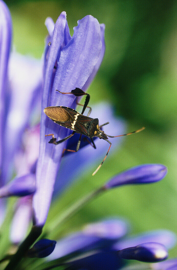 Biodiversity Day. Villa de Leyva, Colombia