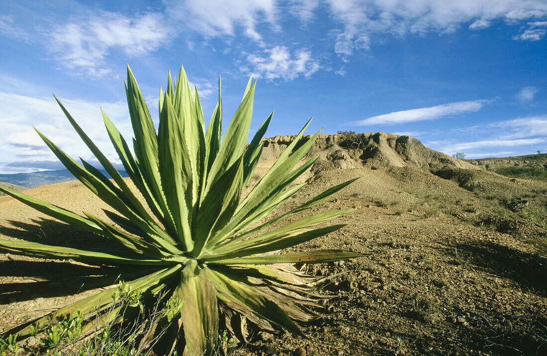 Biodiversity Day. Villa de Leyva, Colombia