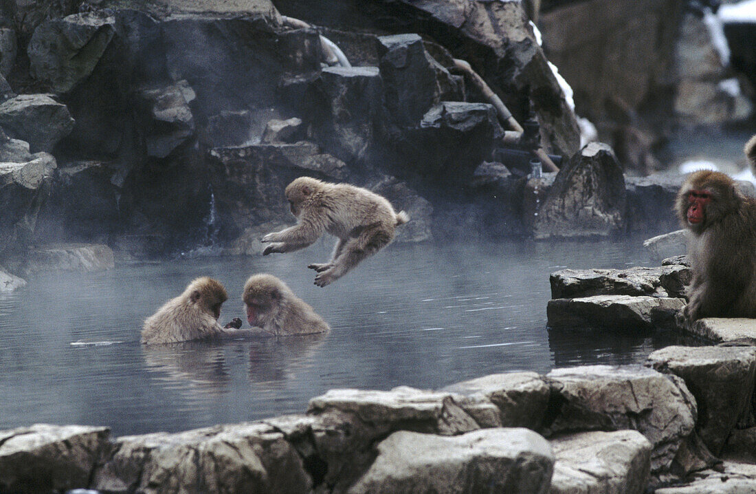 Japanese macaque (Macaca fuscata). Jigokudani. Joshinetsu National Park. Japan.