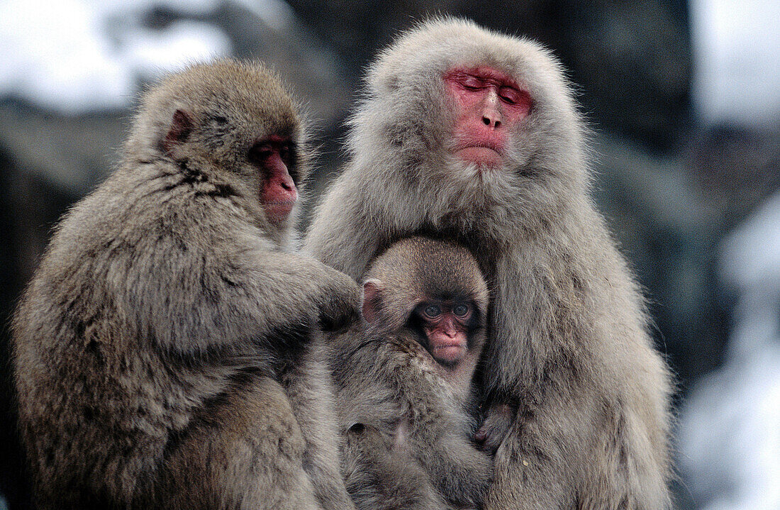 Japanese macaque (Macaca fuscata). Joshinetsu National Park. Japan Alps. Japan